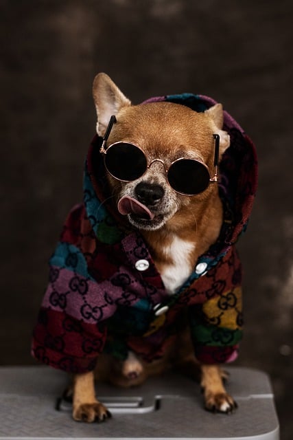 Free download dog pet canine animal background free picture to be edited with GIMP free online image editor