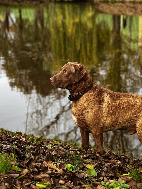 Free download dog pet canine animal fur snout free picture to be edited with GIMP free online image editor