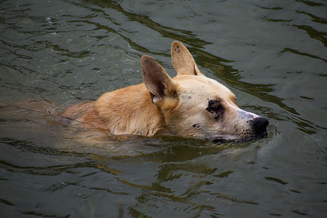Free download dog pet canine animal swimming free picture to be edited with GIMP free online image editor