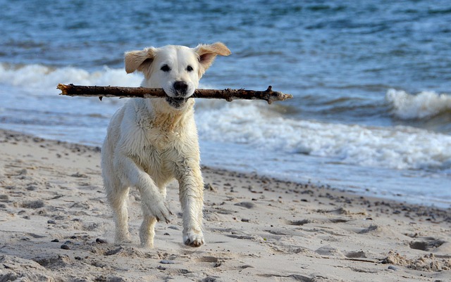 Free download dog pet canine beach sand animal free picture to be edited with GIMP free online image editor