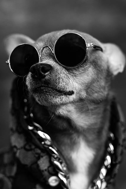 Free download dog pet canine black and white free picture to be edited with GIMP free online image editor