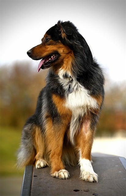 Free download dog pet canine mammal animal free picture to be edited with GIMP free online image editor