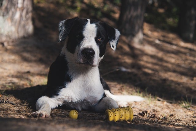 Free download dog pet cute outdoor pet toy lake free picture to be edited with GIMP free online image editor