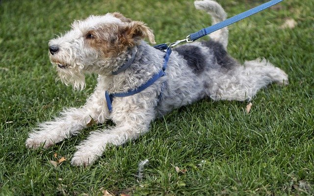 Gratis download Dog Pet Domestic - gratis foto of afbeelding om te bewerken met GIMP online afbeeldingseditor