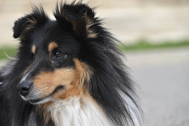 Free download dog pet friend breed animal free picture to be edited with GIMP free online image editor