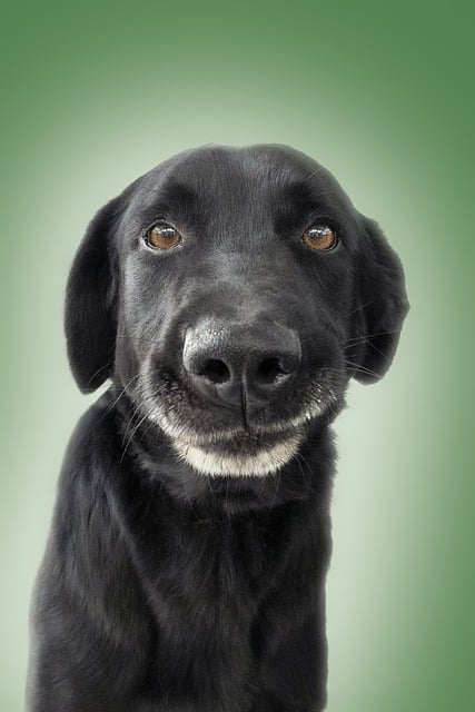 Kostenloser Download von lustigen Werbebildern für Hunde und Haustiere, die mit dem kostenlosen Online-Bildeditor GIMP bearbeitet werden können