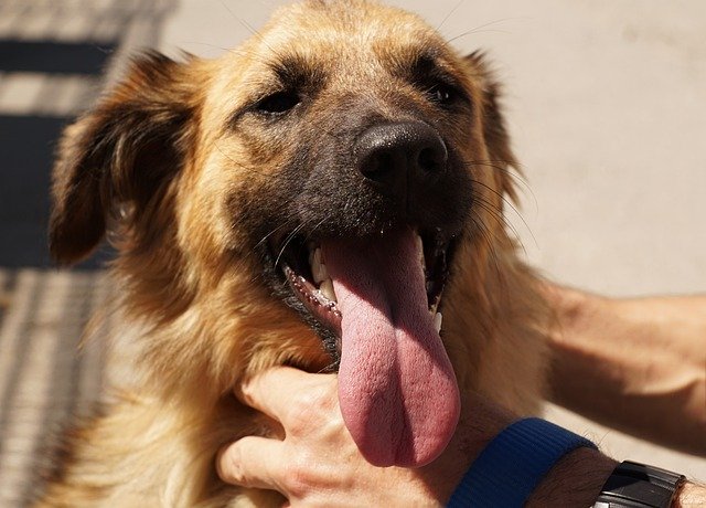 Free download Dog Pet Hand -  free photo or picture to be edited with GIMP online image editor