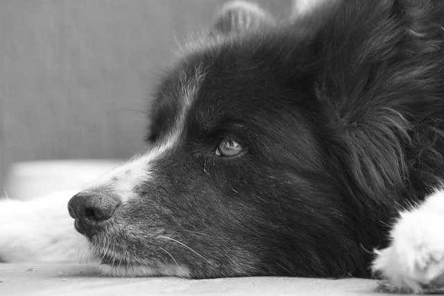 Free download Dog Pet Karelian Bear -  free photo or picture to be edited with GIMP online image editor