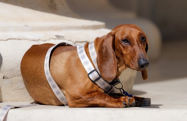 Free download dog pet leash animal canine fur free picture to be edited with GIMP free online image editor