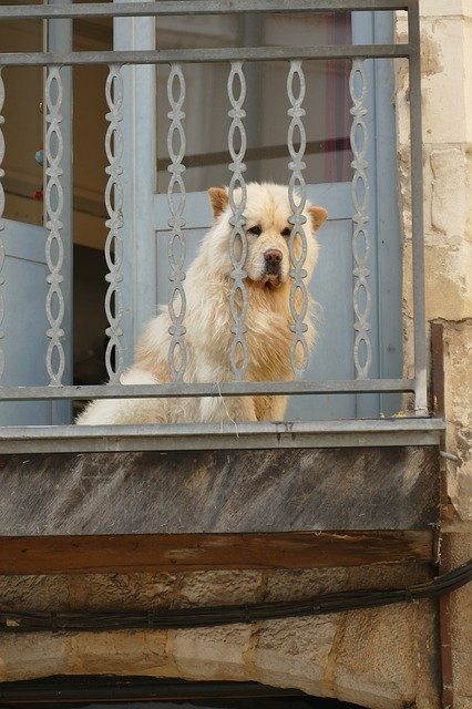 Бесплатно скачать Dog Pet Mammal — бесплатную фотографию или картинку для редактирования с помощью онлайн-редактора изображений GIMP