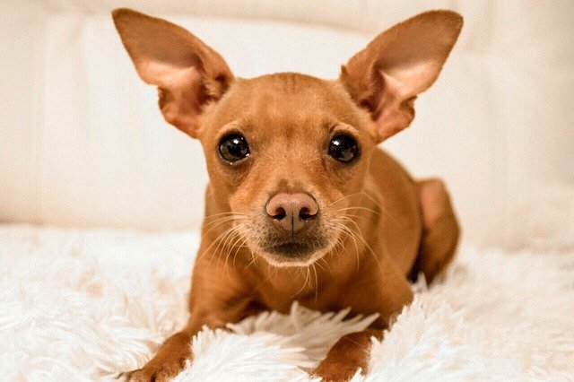 Free download Dog Pet Miniature Pinscher -  free photo or picture to be edited with GIMP online image editor