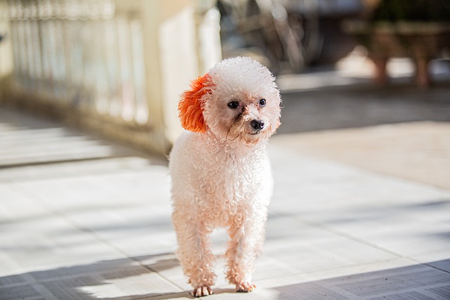 Free download dog pet poodle curly fur animal free picture to be edited with GIMP free online image editor
