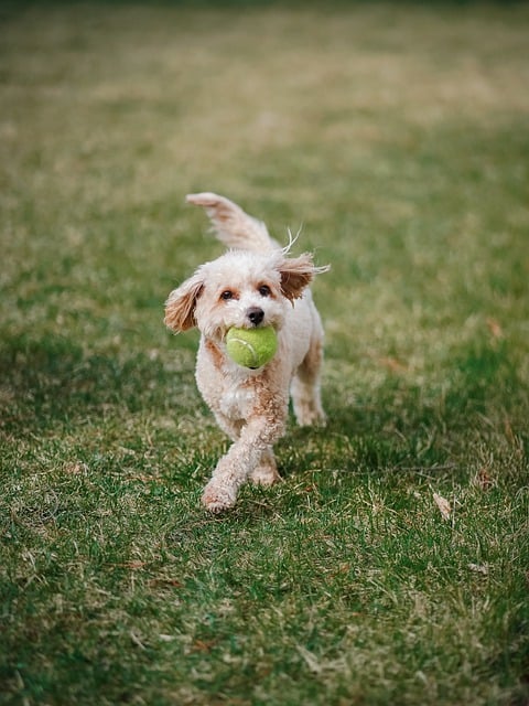 Free download dog pet poodle doodle cute animal free picture to be edited with GIMP free online image editor