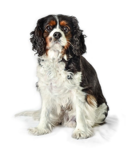 Free download dog pet portrait cute intelligent free picture to be edited with GIMP free online image editor