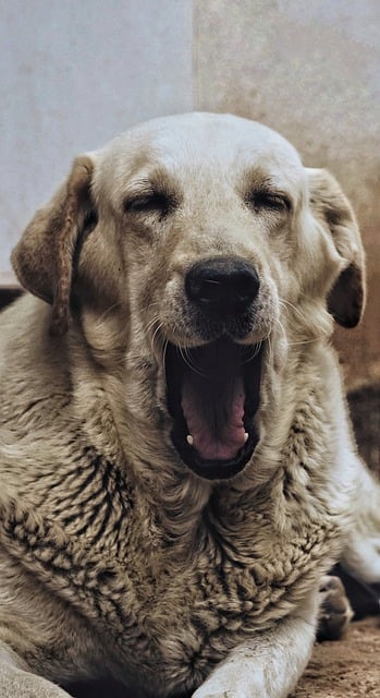 Free download dog pet portrait cute sleepy love free picture to be edited with GIMP free online image editor