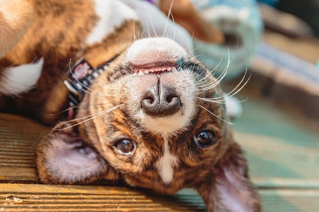 Scarica gratuitamente l'immagine gratuita di un cucciolo di cane ritratto di un animale domestico da modificare con l'editor di immagini online gratuito GIMP