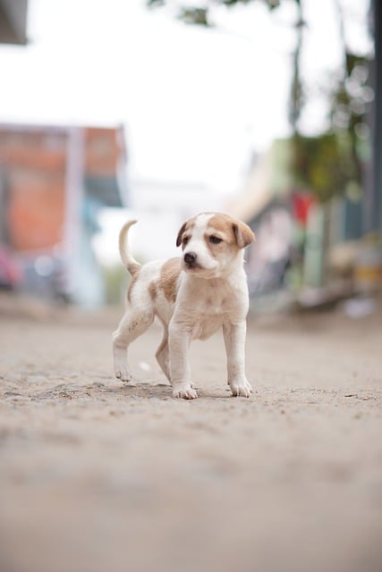 Free download dog pet puppy animal street free picture to be edited with GIMP free online image editor