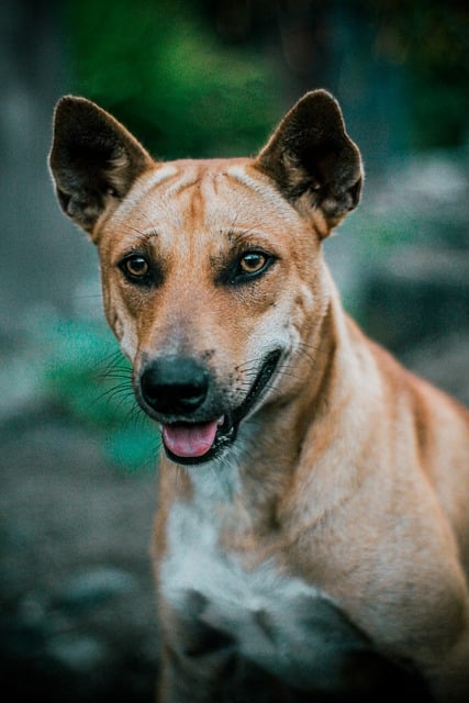 Free download dog pet puppy cute animal free picture to be edited with GIMP free online image editor