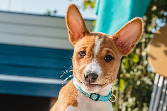 Scarica gratuitamente l'immagine gratuita di un cucciolo di cane da compagnia giovane basenji da modificare con l'editor di immagini online gratuito GIMP