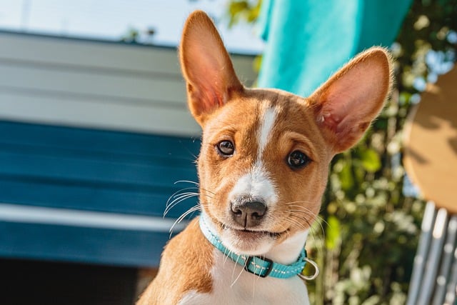 Ücretsiz indir köpek evcil hayvan köpek yavrusu genç basenji ücretsiz resmi GIMP ücretsiz çevrimiçi resim düzenleyiciyle düzenlenecek