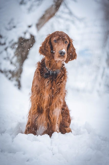 Free download dog pet snow winter irish setter free picture to be edited with GIMP free online image editor