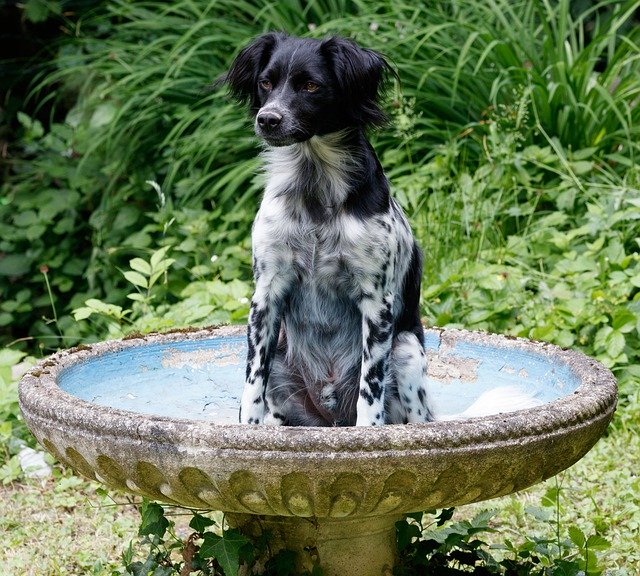 Dog Pet Spaniel 무료 다운로드 - 무료 사진 또는 김프 온라인 이미지 편집기로 편집할 수 있는 사진