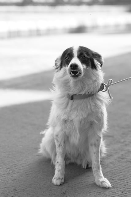 Free download dog pet street animal monochrome free picture to be edited with GIMP free online image editor