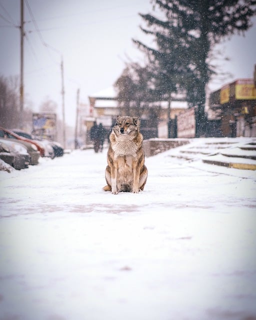 Free download dog pet street snow alone lonely free picture to be edited with GIMP free online image editor