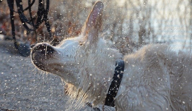 Free download dog photography dog dog runs animal free picture to be edited with GIMP free online image editor