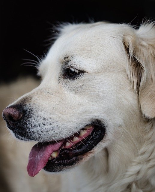 Free download dog photography dog dogs portrait free picture to be edited with GIMP free online image editor