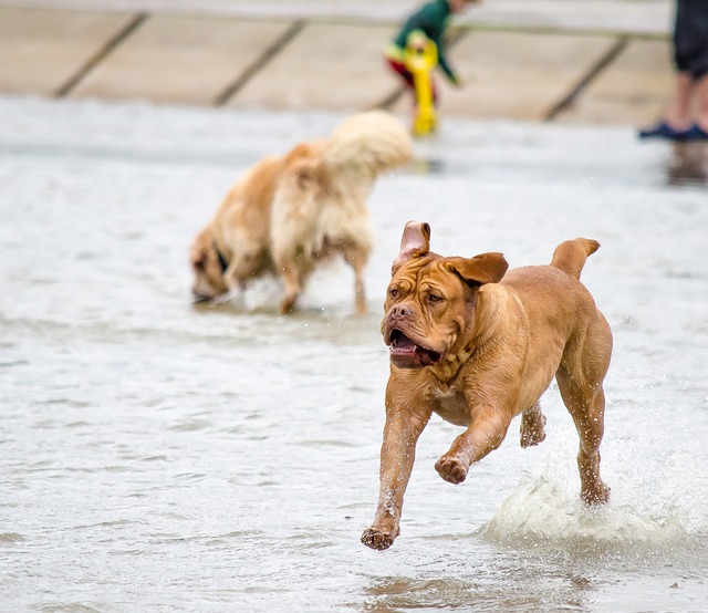 Free download dog photography dogs water free picture to be edited with GIMP free online image editor