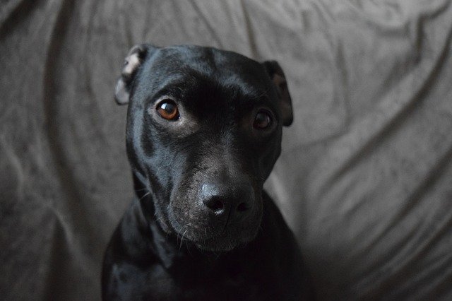 Скачать бесплатно Dog Pit Bull Black - бесплатное фото или изображение для редактирования с помощью онлайн-редактора изображений GIMP