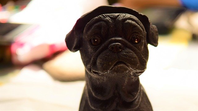 Muat turun percuma Dog Pit Bull Cute - foto atau gambar percuma untuk diedit dengan editor imej dalam talian GIMP