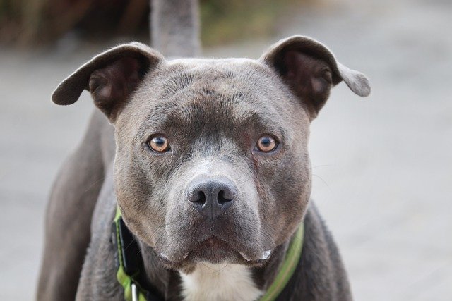 Free download dog pit bull outdoors canine pet free picture to be edited with GIMP free online image editor