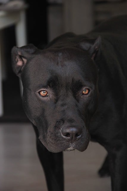 Kostenloser Download eines Hunde-Pitbull-Haustiers, kostenloses Bild zur Bearbeitung mit dem kostenlosen Online-Bildeditor GIMP