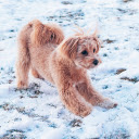 Dog playing in the snow  screen for extension Chrome web store in OffiDocs Chromium