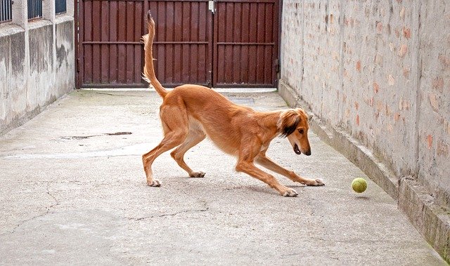 Download gratuito Dog Playing Saluki Persian - foto o immagine gratuita da modificare con l'editor di immagini online di GIMP