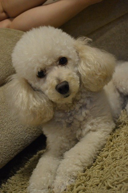 Free download Dog Poodle Animal -  free photo or picture to be edited with GIMP online image editor