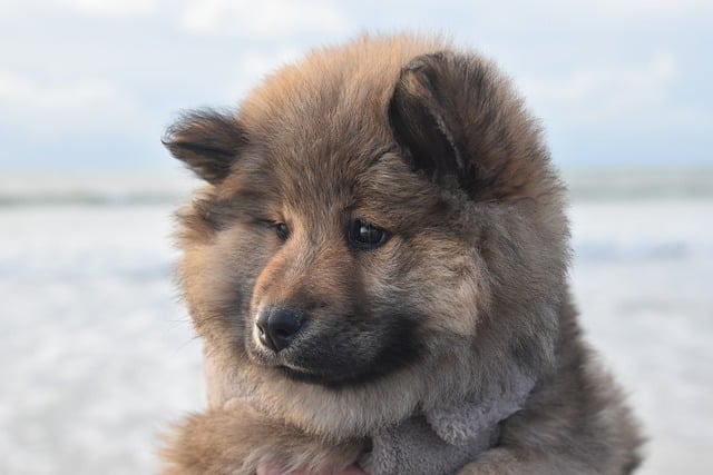 Free download dog portrait canine pet animal free picture to be edited with GIMP free online image editor