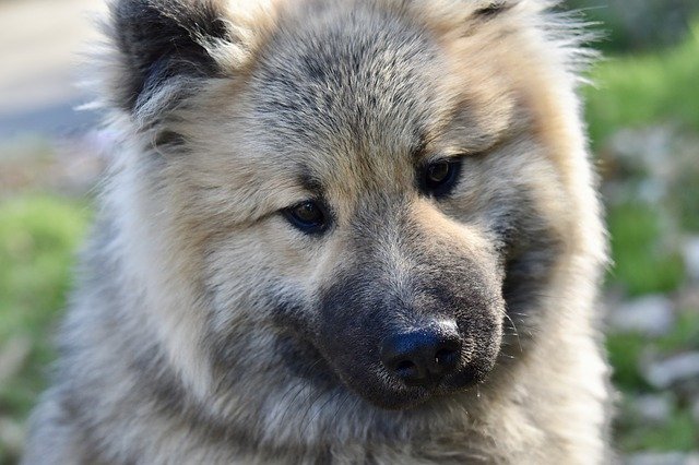 Free download Dog Portrait Eurasier -  free photo or picture to be edited with GIMP online image editor