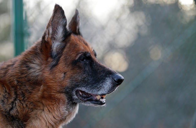 Free download dog profile eye german shepherd free picture to be edited with GIMP free online image editor