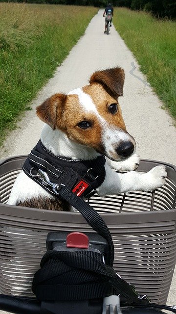 Download gratuito Dog Promenade: foto o immagine gratuita da modificare con l'editor di immagini online GIMP