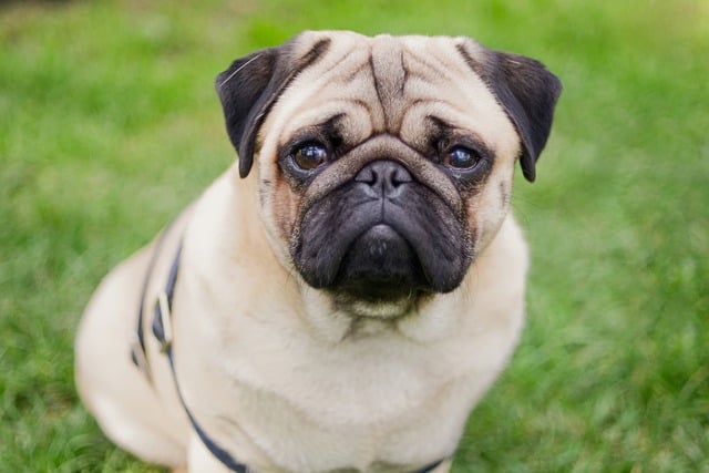 Free download dog pug pet chubby grass cute free picture to be edited with GIMP free online image editor