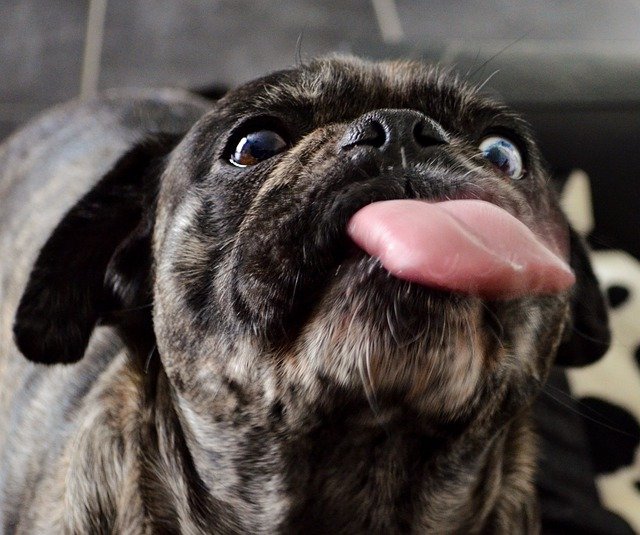 Free graphic dog pug tongue yah fun naughty to be edited by GIMP free image editor by OffiDocs