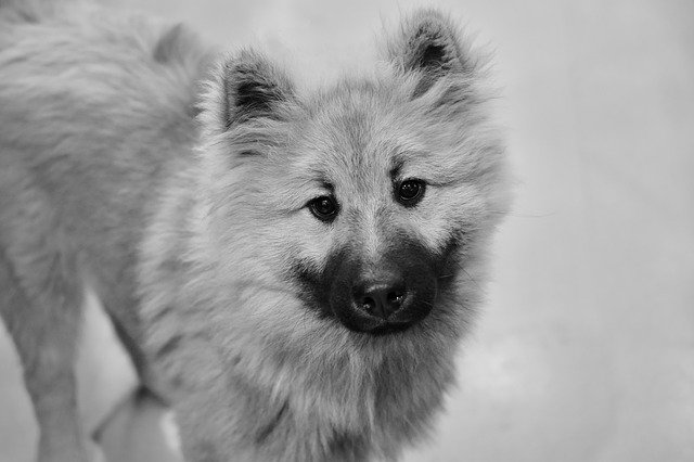 Free picture Dog Pup Black And White Photo -  to be edited by GIMP free image editor by OffiDocs