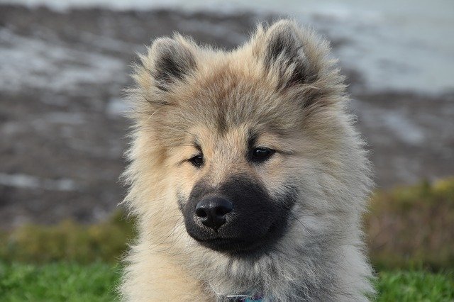Free download Dog Pup Portrait Eurasier -  free photo or picture to be edited with GIMP online image editor