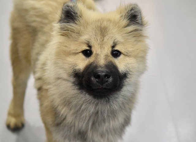 Free download Dog Pup Puppy Olaf -  free photo or picture to be edited with GIMP online image editor
