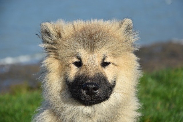 Muat turun percuma Dog Pup Puppy Olaf Blue - foto atau gambar percuma untuk diedit dengan editor imej dalam talian GIMP