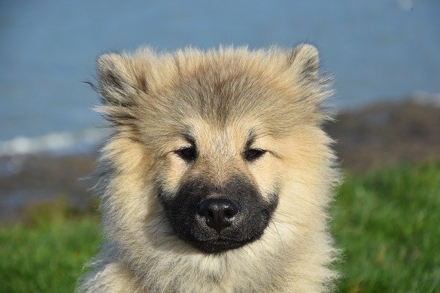 Free download Dog Pup Puppy Olaf Blue -  free photo or picture to be edited with GIMP online image editor