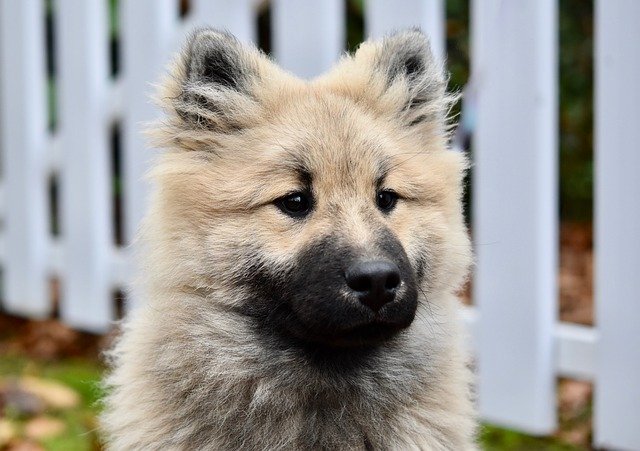 Template ng Larawan Dog Pup Puppy Young para sa OffiDocs